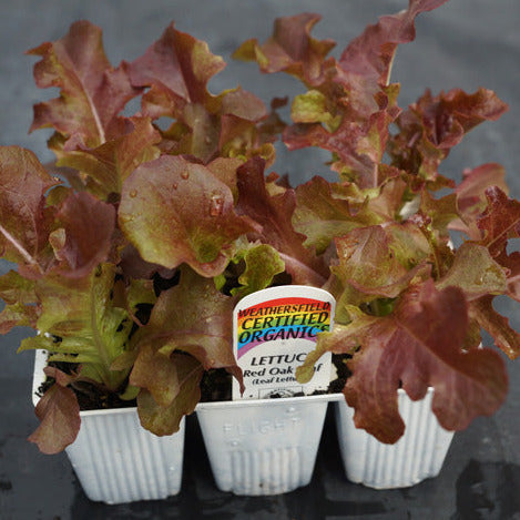 Lettuce Red Oak Leaf Seedlings