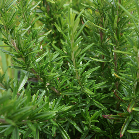 Rosemary Tuscan Blue Plant