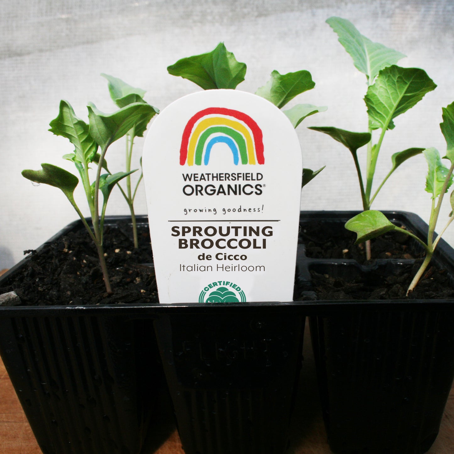 Broccoli Sprouting de Cicco Seedlings