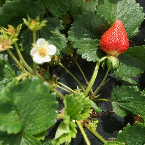 Strawberry Plant