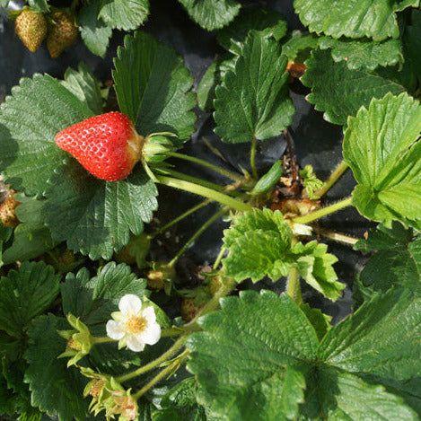 Strawberry (Heritage) Plant