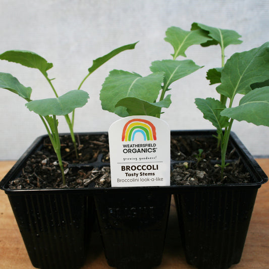 Broccoli Tasty Stems Seedlings