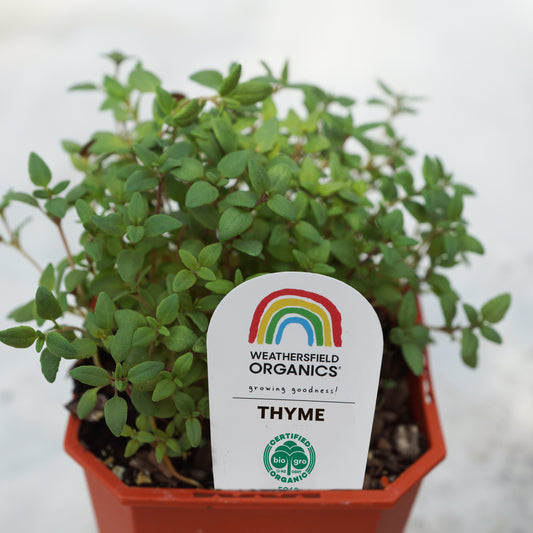 Thyme Seedling