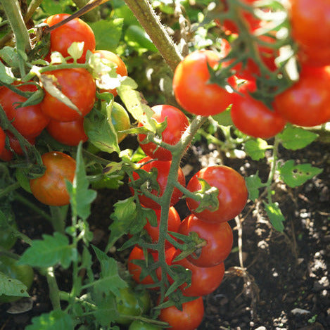 Tomato Gardener's Delight Seedling