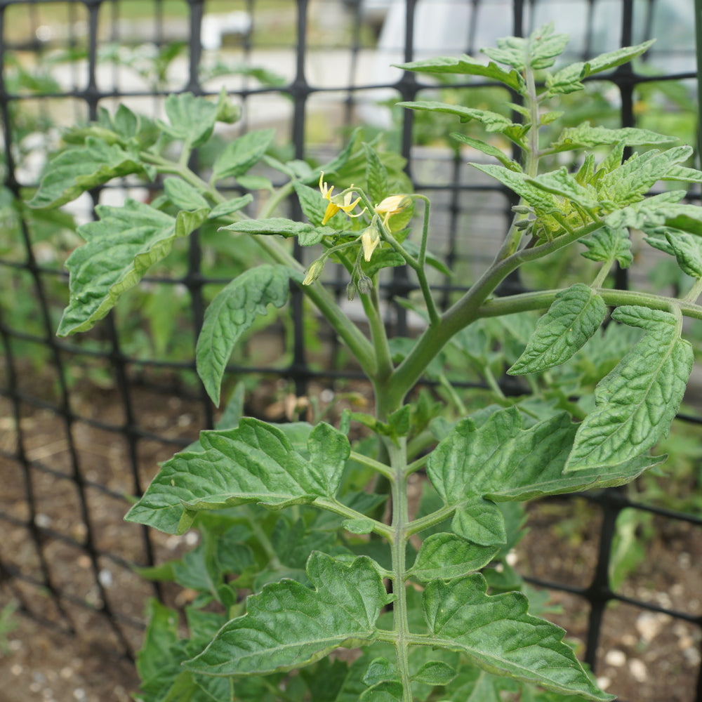 Tomato Yellow Pear Seedling