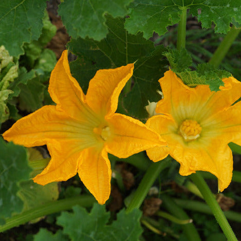 Zucchini Black Beauty – Courgette Seedling