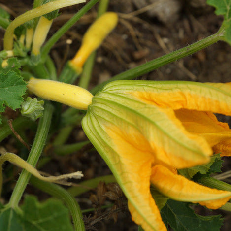 Zucchini Gold Rush – Courgette Seedling