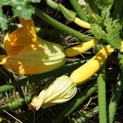 Gold Rush Zucchini plant and flower