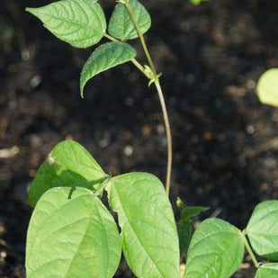 Bean Scarlet Runner Seedlings