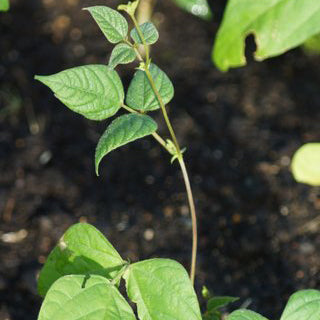 Bean Italian Flat Runner Seedlings