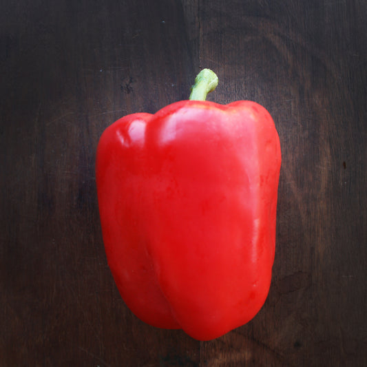 Capsicum Red Seedling