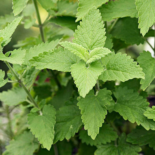 Catnip Seedling
