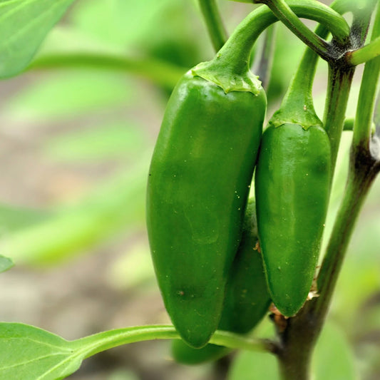 Chilli Jalapeño Early Seedling