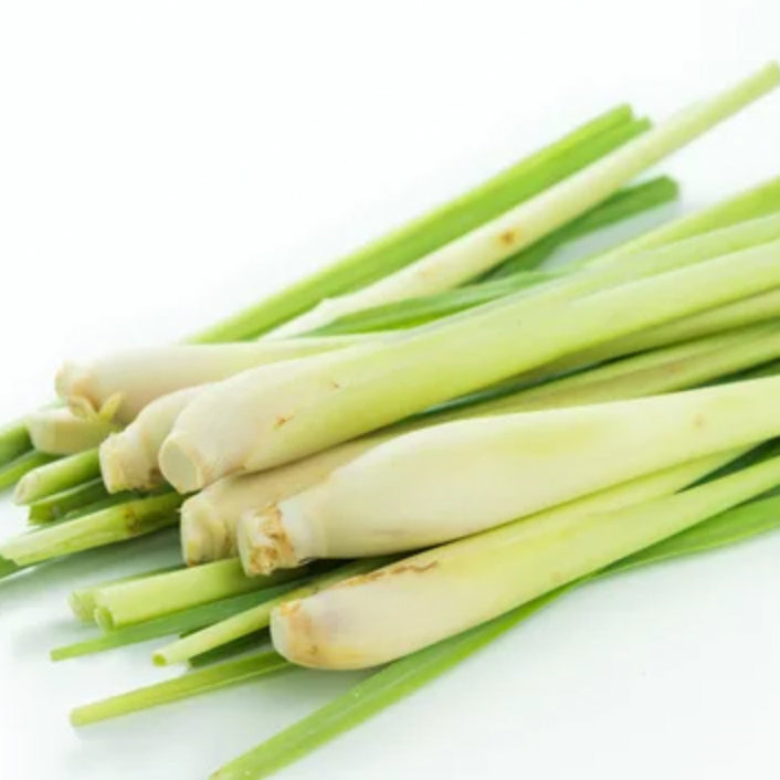 Lemongrass Seedlings