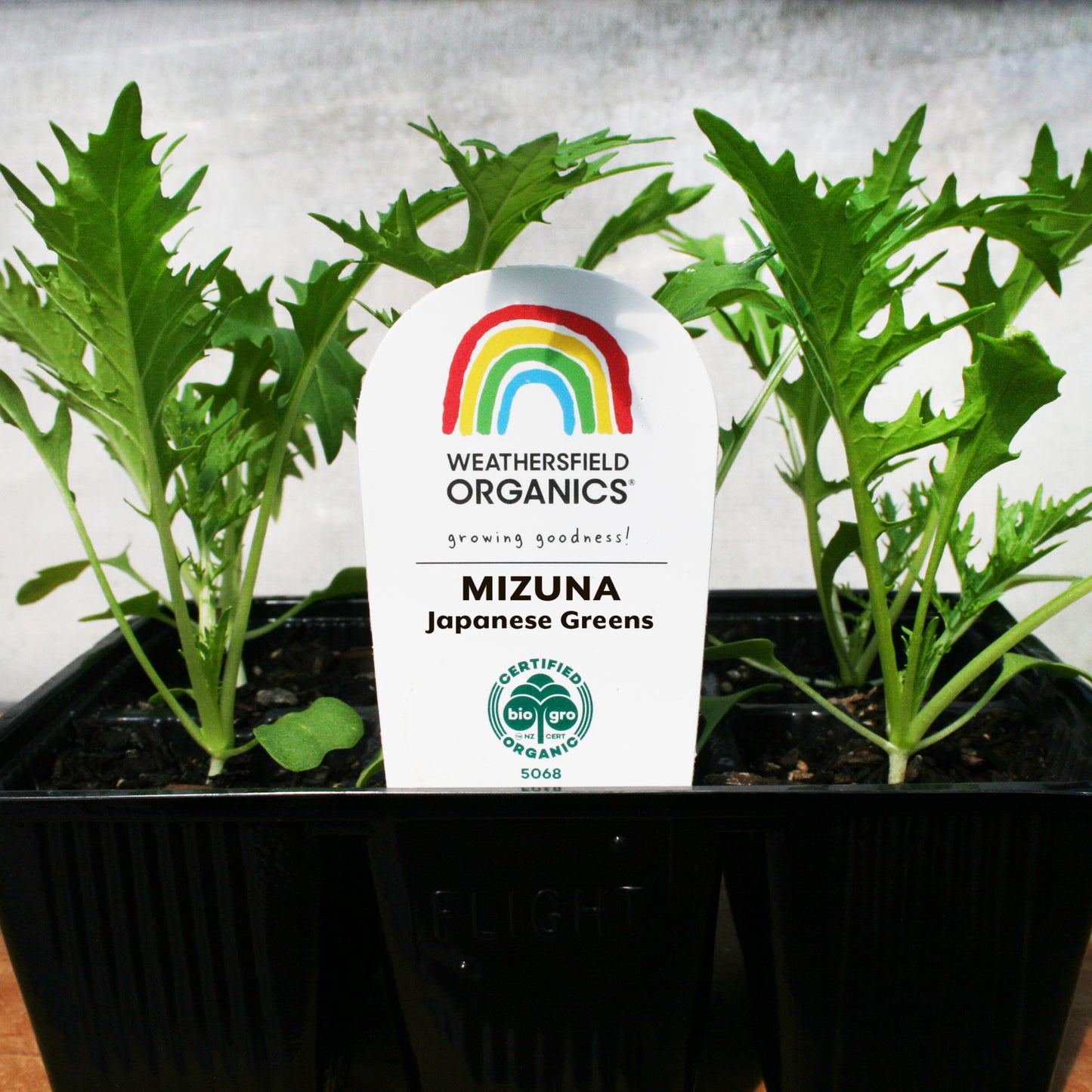 Mizuna – Japanese Greens Seedlings