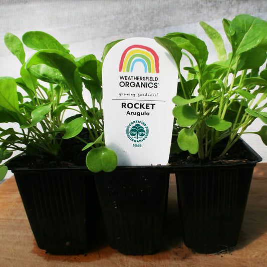 Rocket – Arugula Seedlings