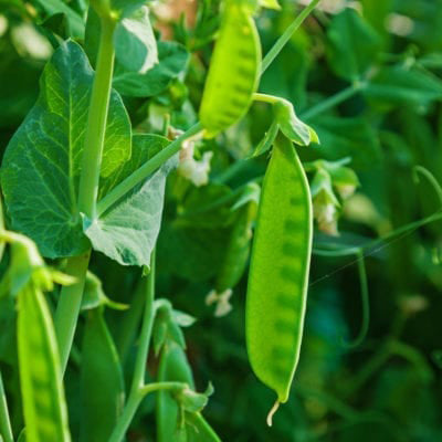 Snow Pea Tall Seedlings