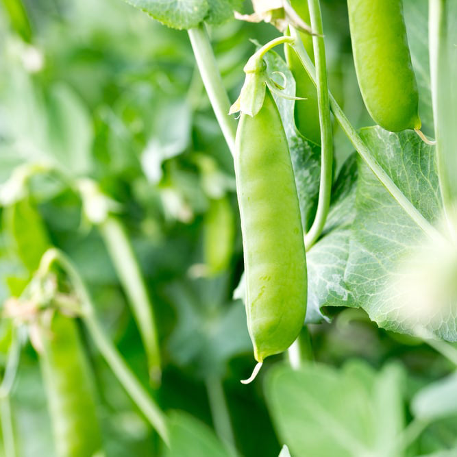 Sugar Snap Pea Tall Seedlings – Weathersfield Organics