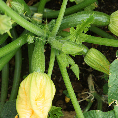 Zucchini Black Beauty – Courgette Seedling